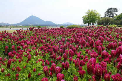 Trifolium incarnatum &