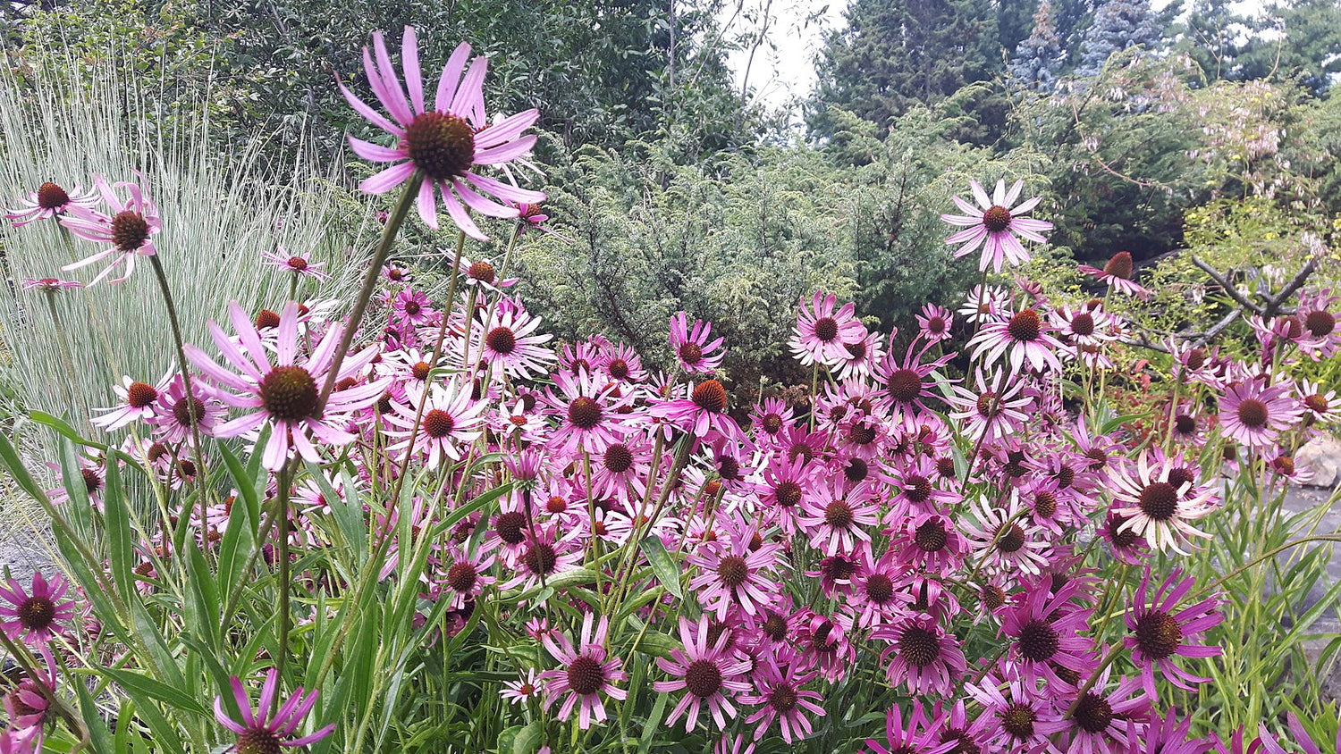 An image of Echinacea tennesseensis, commonly known as Tennessee coneflower, blooming in a garden setting.