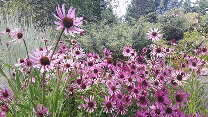 An image of Echinacea tennesseensis, commonly known as Tennessee coneflower, blooming in a garden setting.