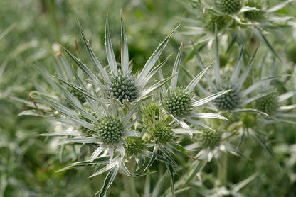 Close-up of Eryngium bourgatii, commonly known as Mediterranean sea holly, plants with green buds and leaves on a blurred natural background