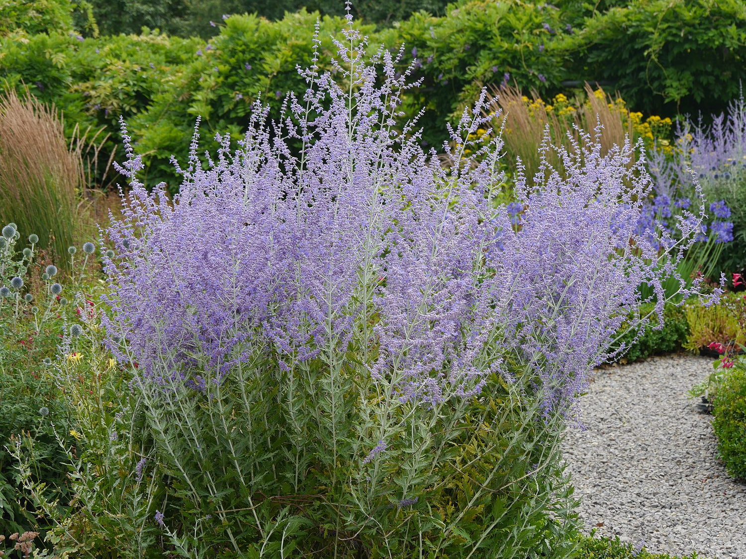 Perovskia atriplicifolia | Russian sage