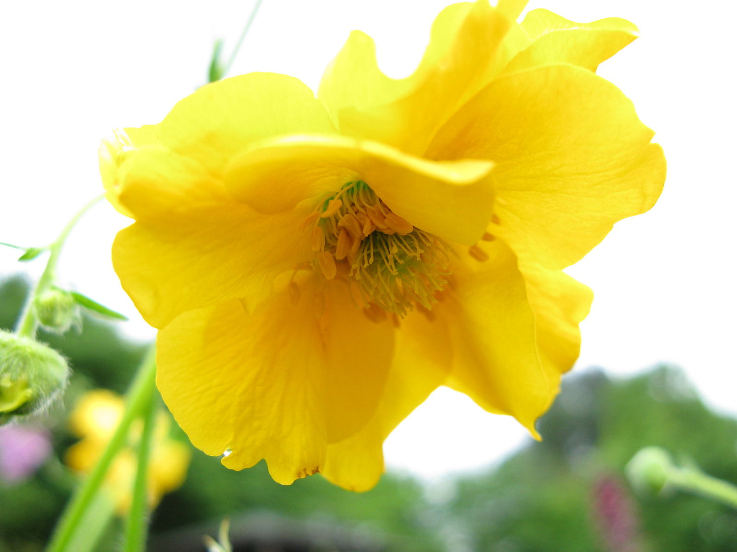 Geum chiloense &