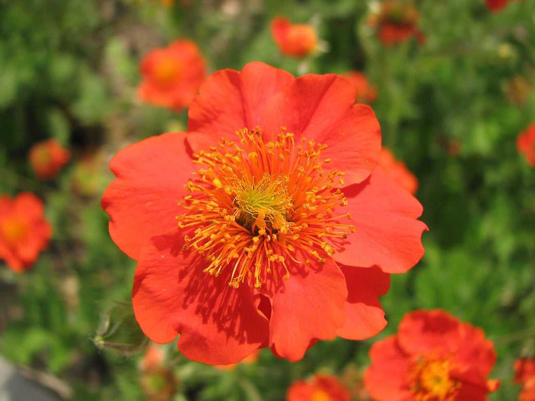 Geum coccineum Borisii strain (avens) bright orange flower