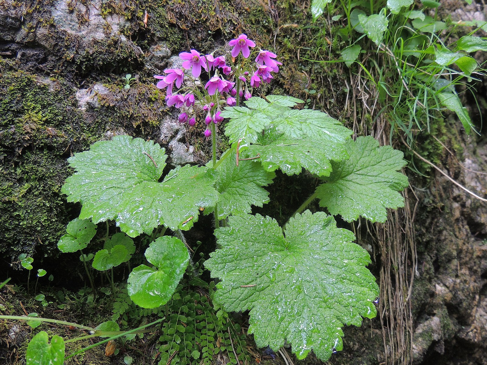 Close-up of pink Cortusa matthioli, commonly known as alpine bells, flowers with large green leaves growing from a rock face.