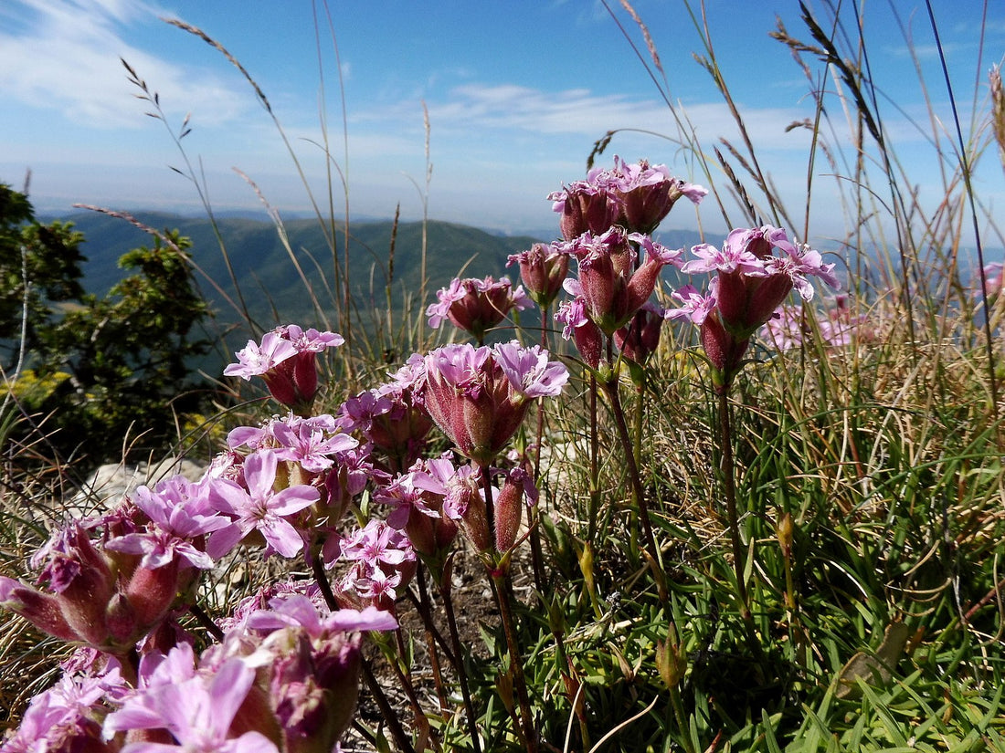 Saponaria caespitosa (Alpine soapwort) in natural habitat