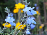 Salvia azurea (blue pitcher sage) in bloom