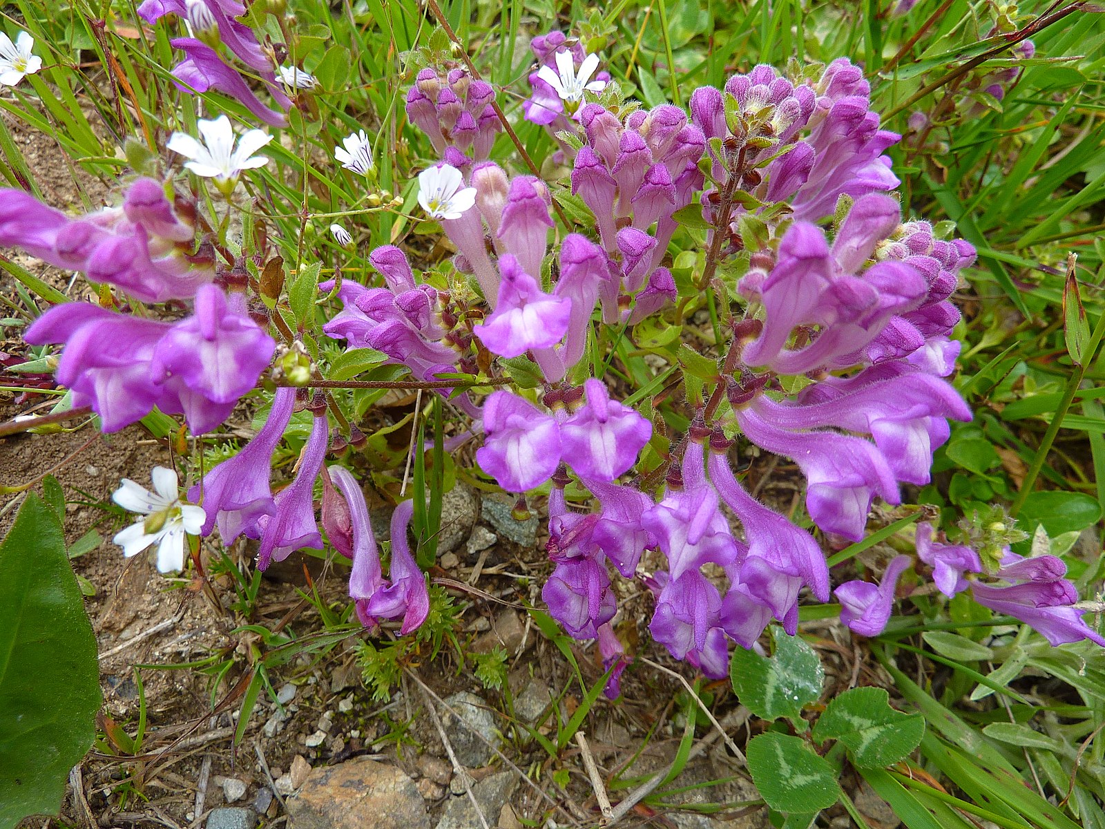 A cluster of purple Scutellaria pontica flowers, also known as Turkish skullcap, growing in a natural setting with some green foliage and white flowers in the background.
