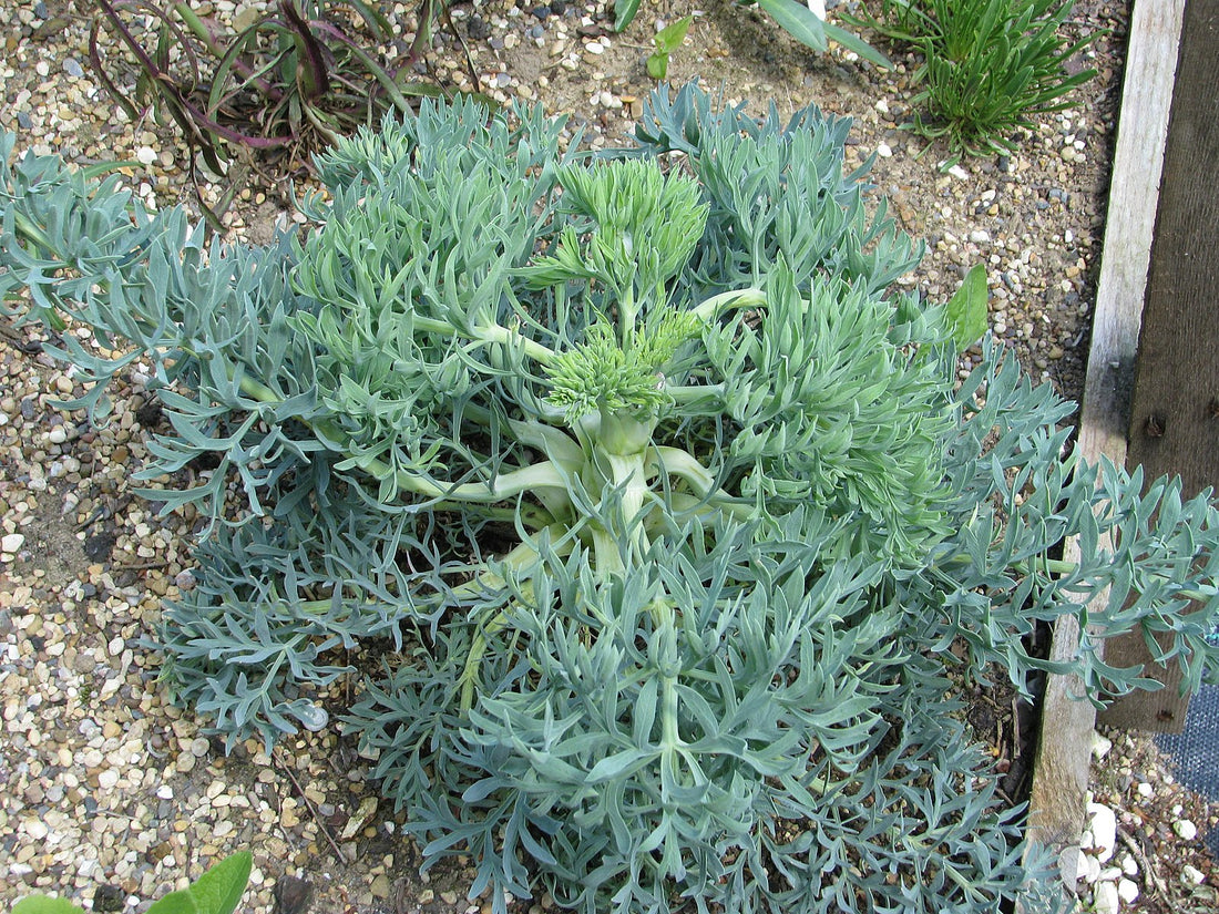 Seseli gummiferum (moon carrot) blue-green lacy, succulent foliage on gravel.