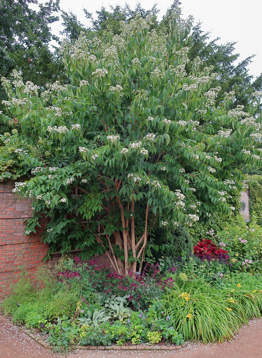 Heptacodium miconioides