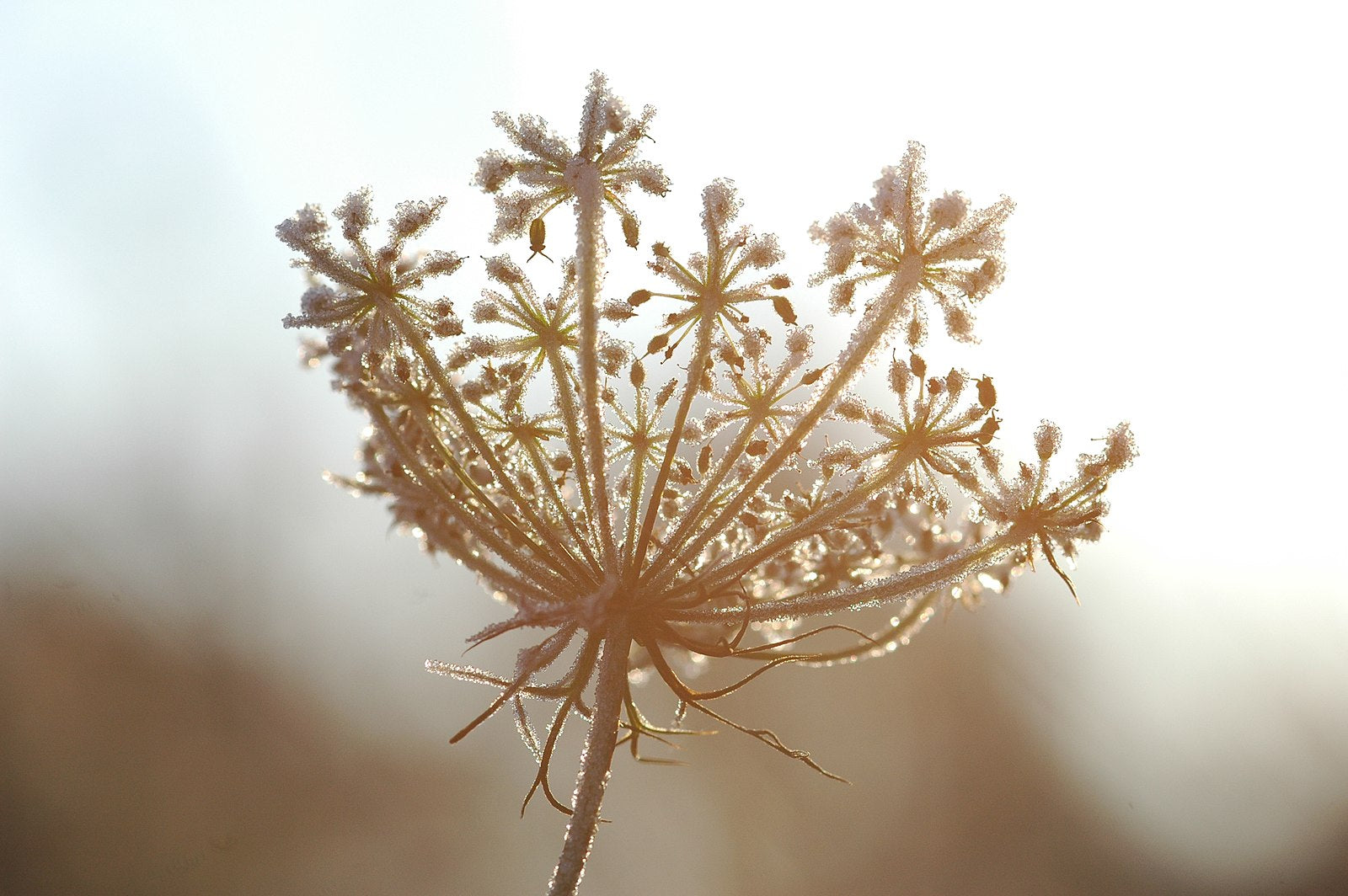 Carum carvi (caraway) seedhead