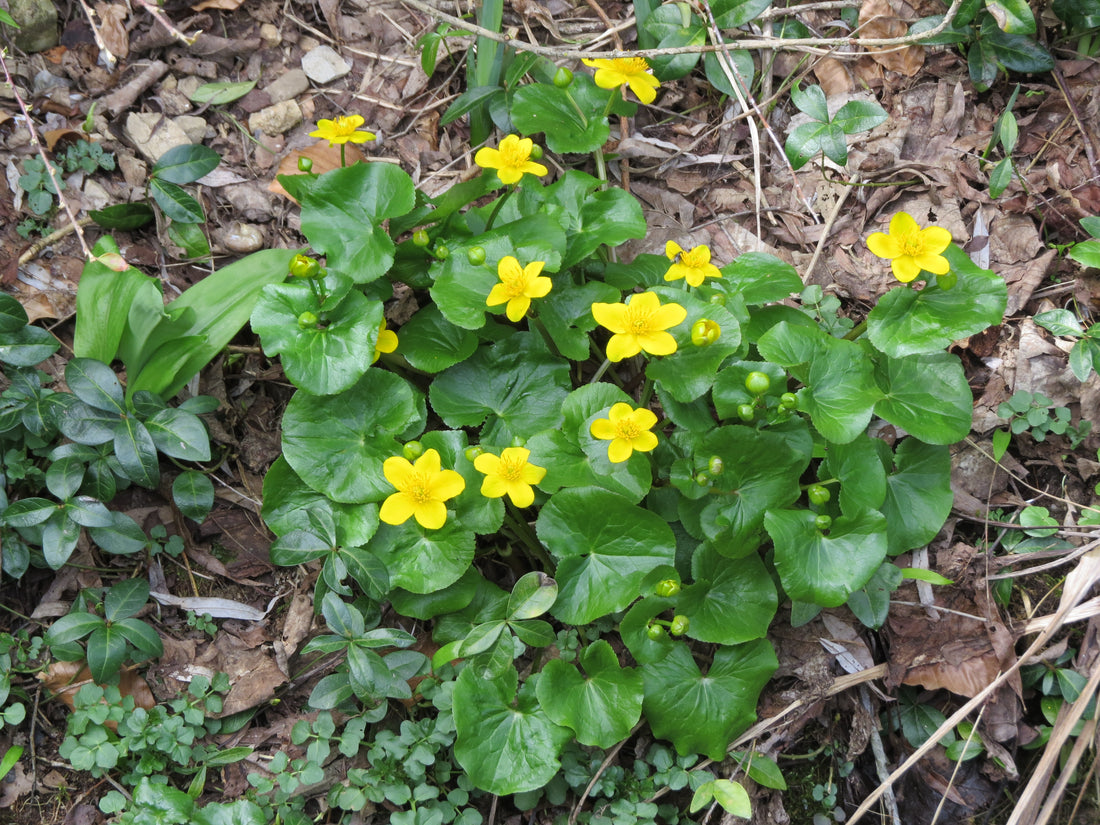 Caltha palustris in natural setting