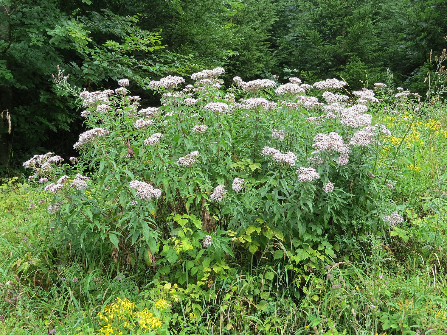 A stand of Eupatorium perfoliatum flowers, commonly known as boneset, plants with white flowers and green foliage in a woodland garden setting.