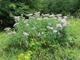 A stand of Eupatorium perfoliatum flowers, commonly known as boneset, plants with white flowers and green foliage in a woodland garden setting.