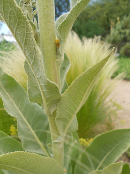 Verbascum olympicum