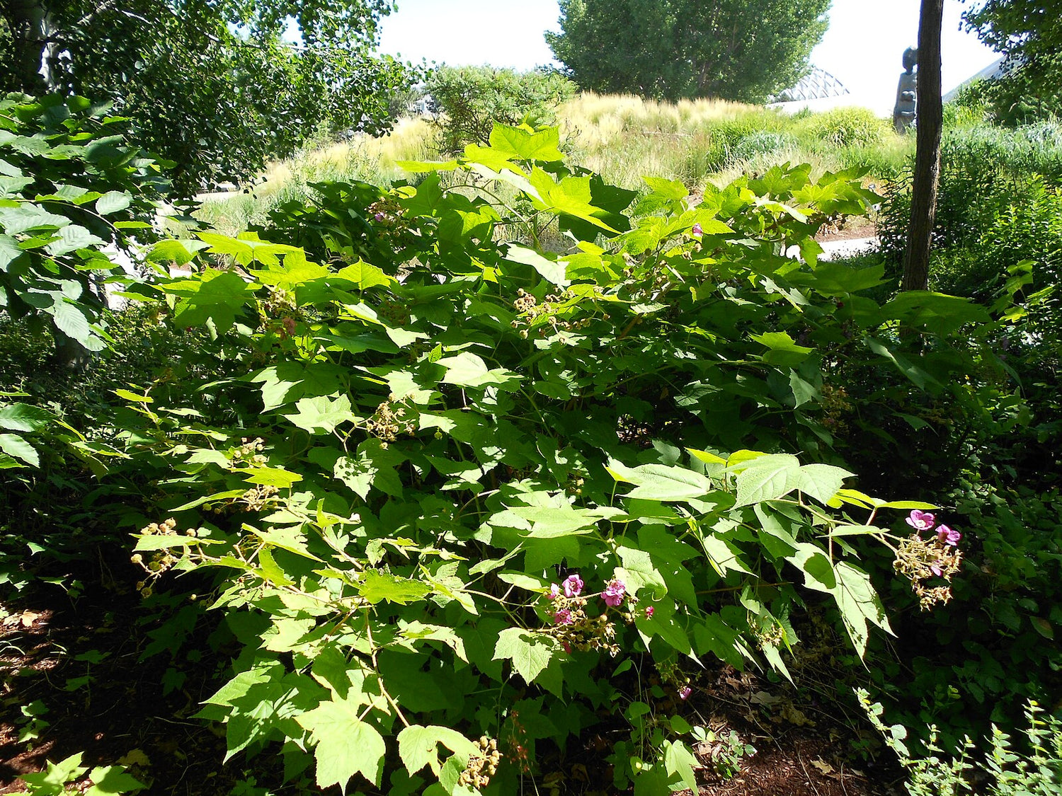 Green leafy Rubus odoratus, commonly known as purple-flowered raspberry, plant with small purple flowers in a garden setting