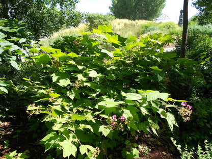 Green leafy Rubus odoratus, commonly known as purple-flowered raspberry, plant with small purple flowers in a garden setting