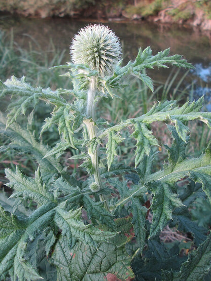 Echinops exaltatus (Russian globe thistle) foliage and flower