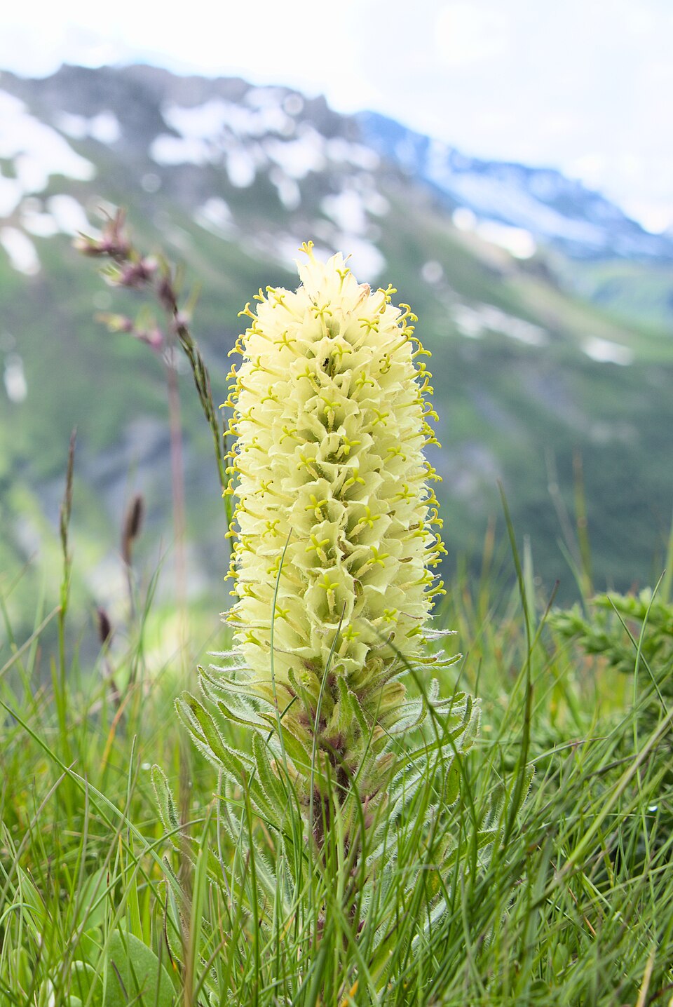 A yellow bellflower (Campanula thyrsoides) growing in a field with mountains in the background.