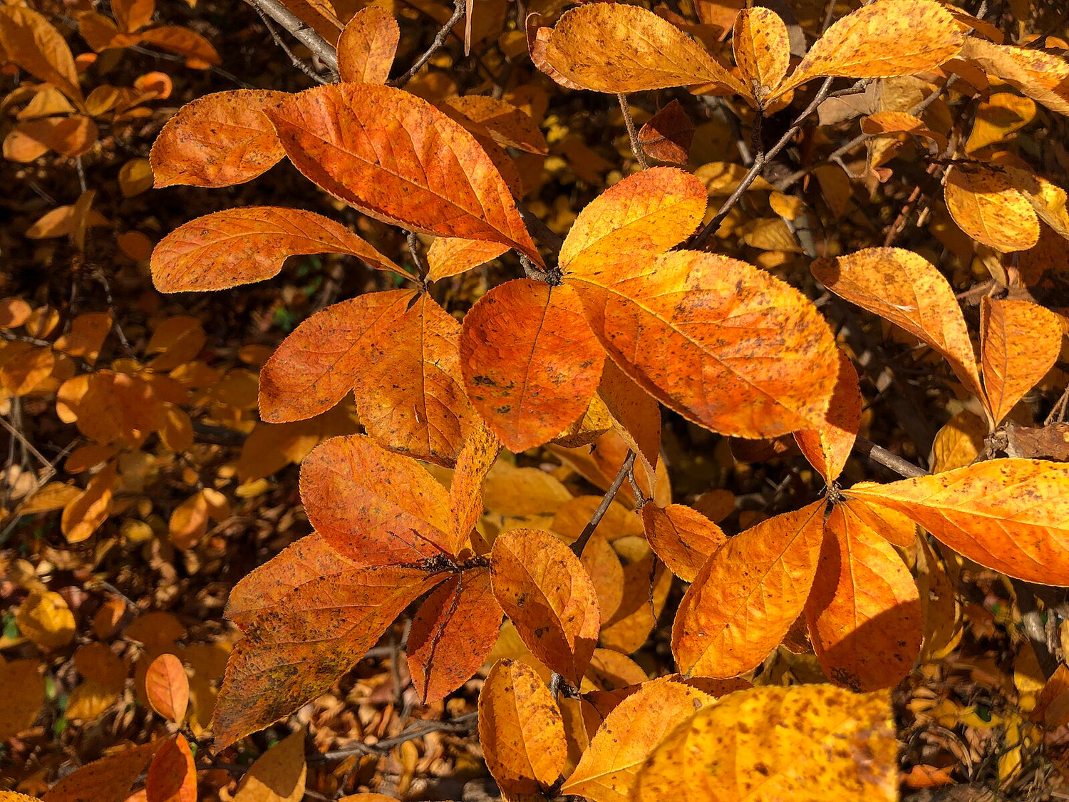 Close-up of orange and brown Aronia arbutifolia, commonly known as red chokeberry, leaves on a branch