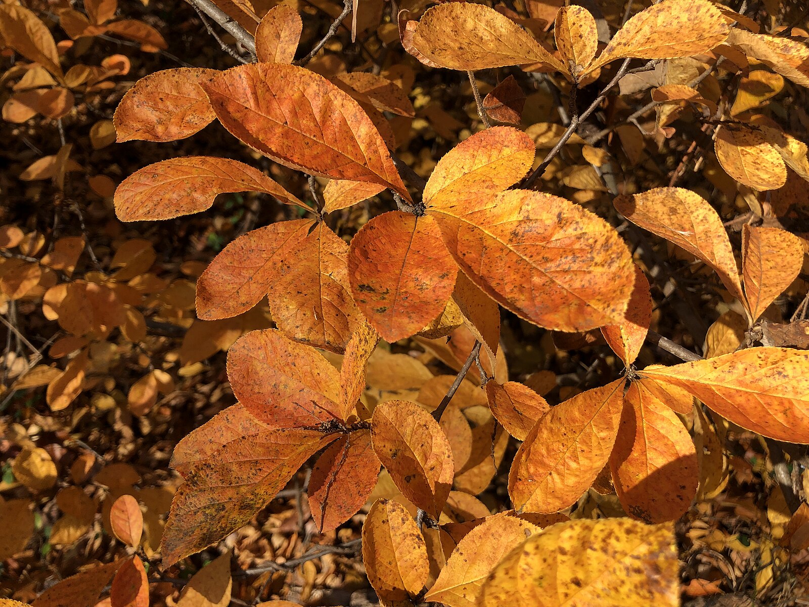 Close-up of orange and brown Aronia arbutifolia, commonly known as red chokeberry, leaves on a branch