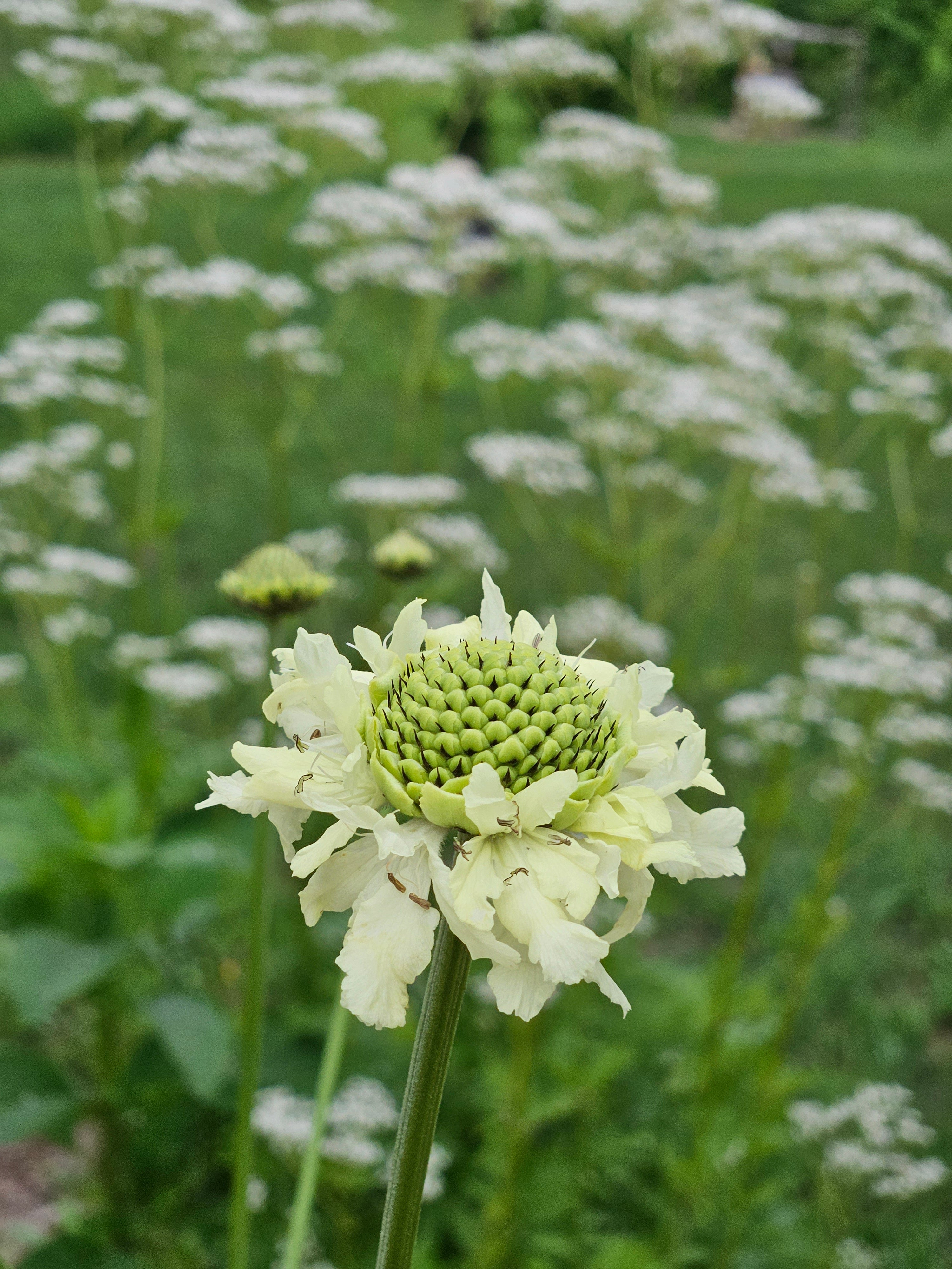 Cephalaria gigantea (giant scabious) bloom