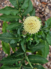 Cephalaria gigantea (giant scabious) single bloom