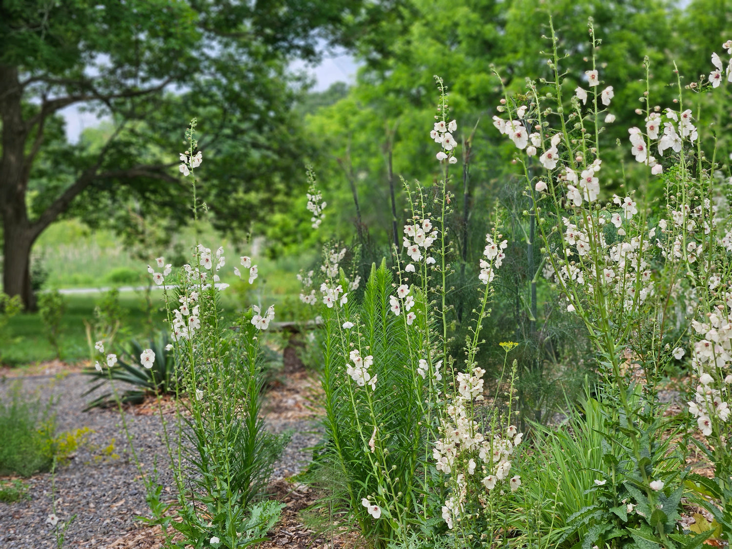 Verbascum blattaria f. albiflorum (white moth mullein) blooming in the garden