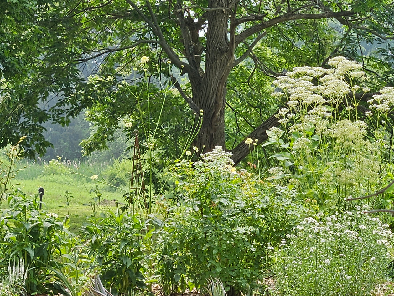 Cephalaria gigantea (giant scabious) with Valerian