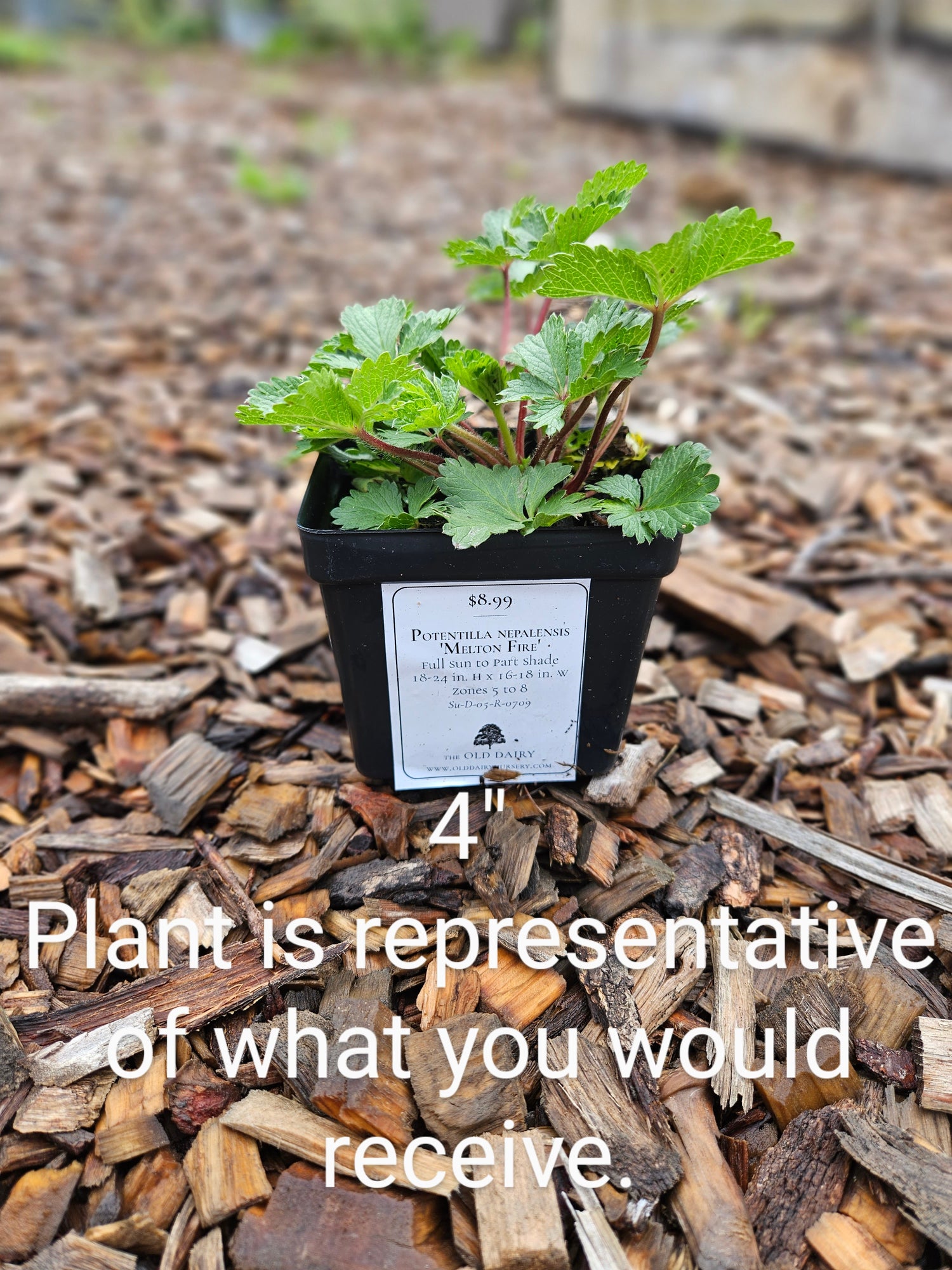 Potentilla nepalensis &