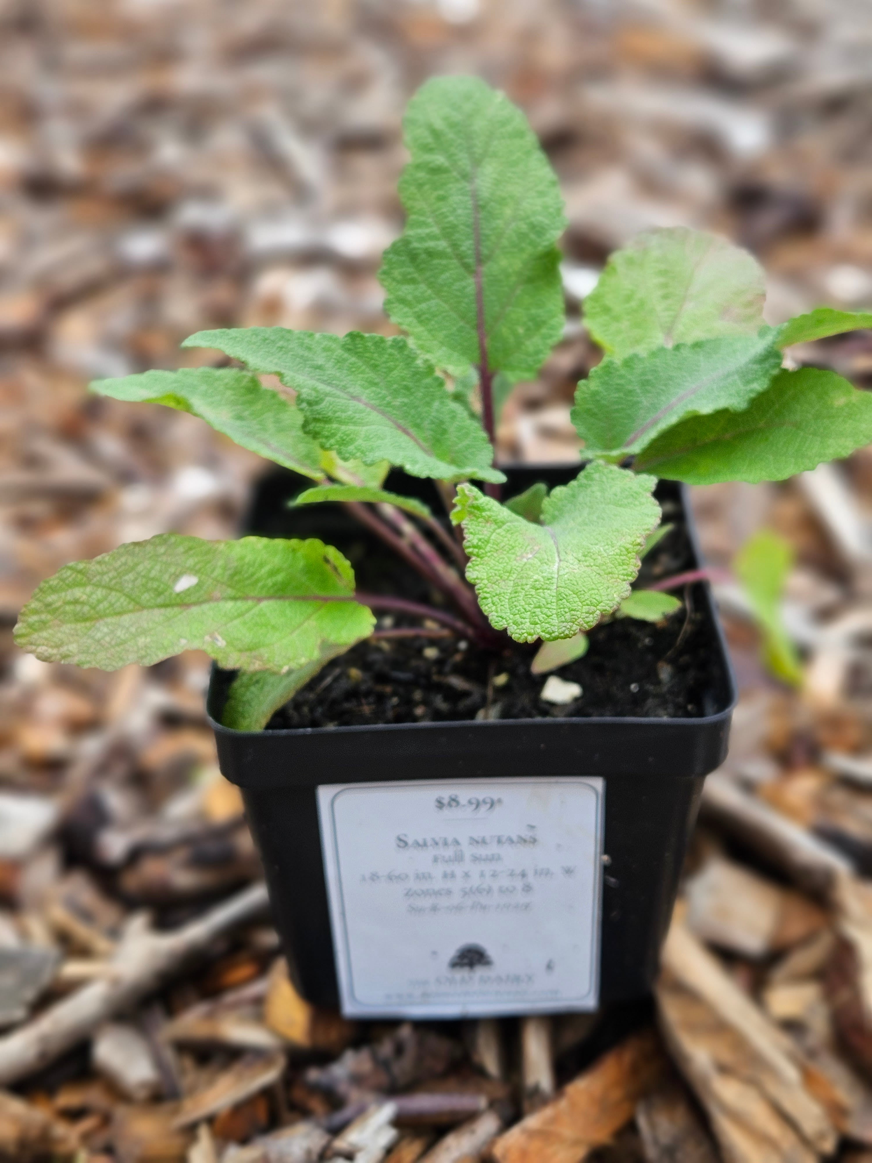 Salvia nutans | nodding sage