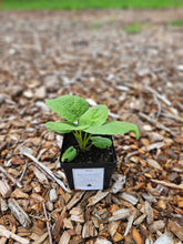 sale size plant in pot