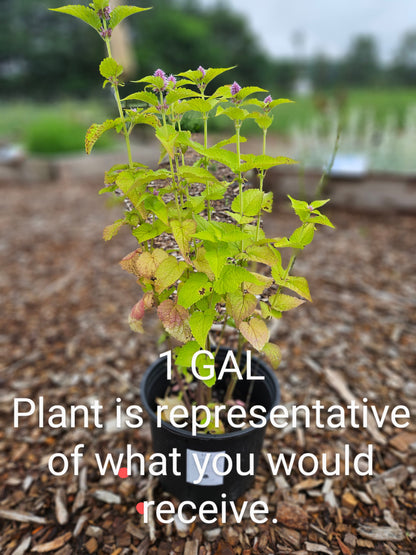 Agastache rugosa &