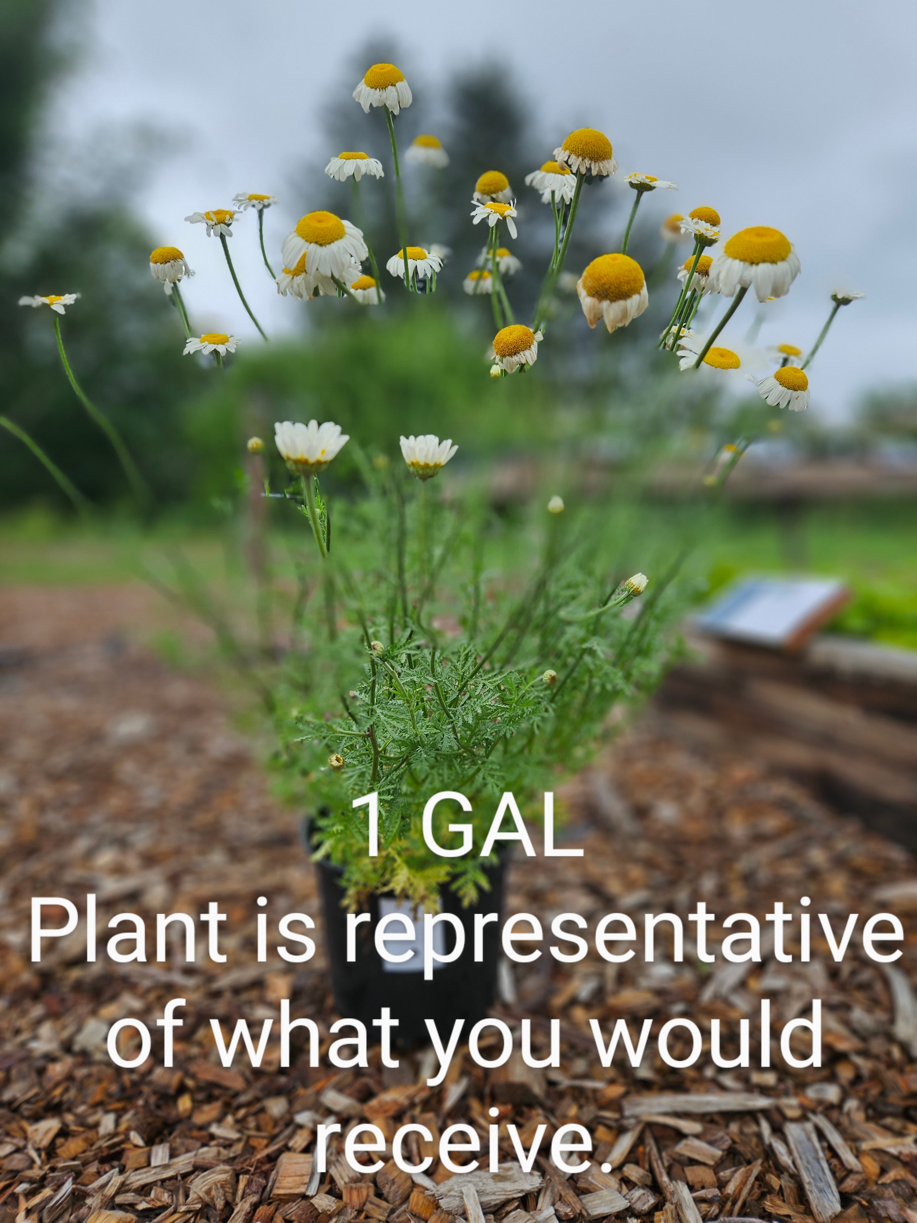 anthemis tinctoria alba blooming in pot