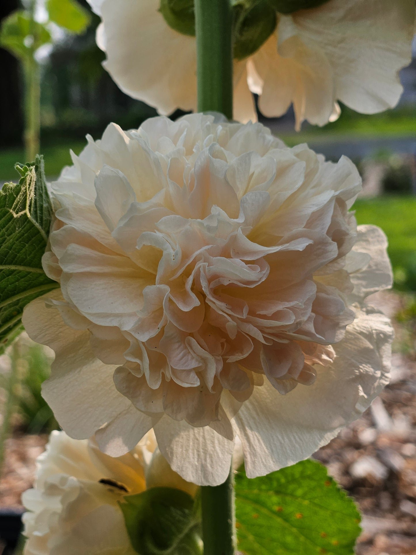 Alcea rosea plena 'Chaters Chamois' (hollyhock) bloom