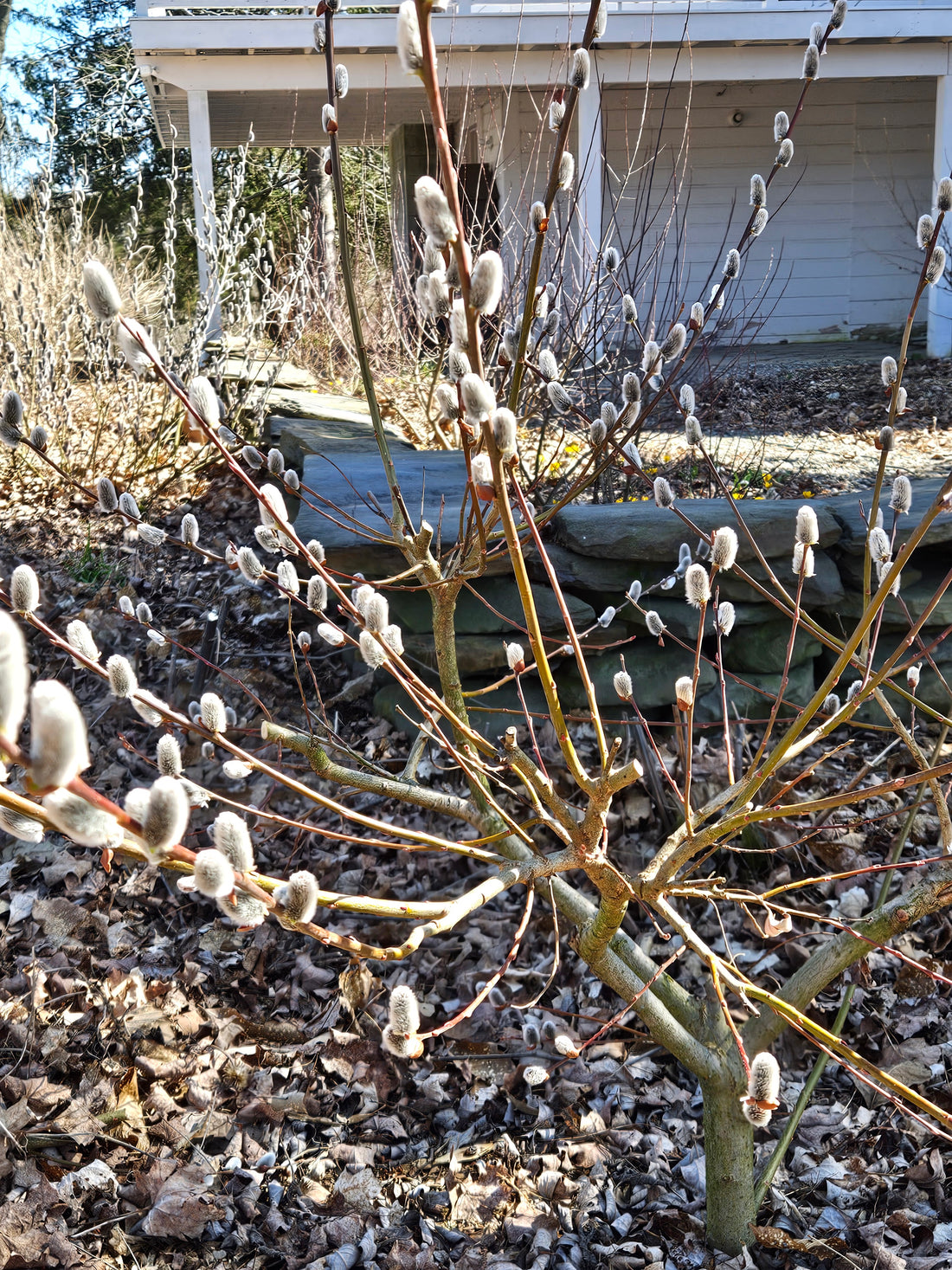 Salix x leucopithecia &