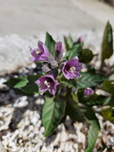 Physochlaina orientalis (Oriental henbane) in trough