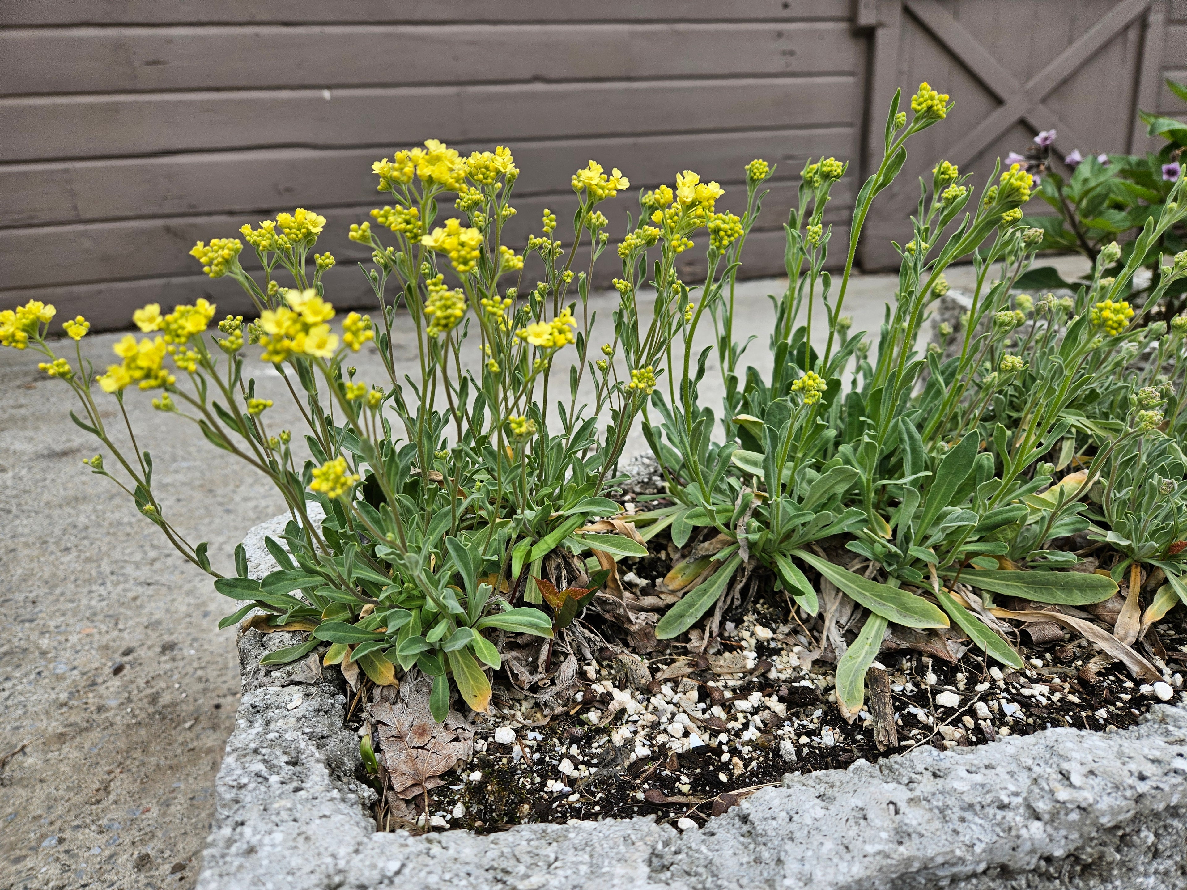 Aurinia saxatilis 'Sulphureum' in alpine trough at The Old Dairy Nursery