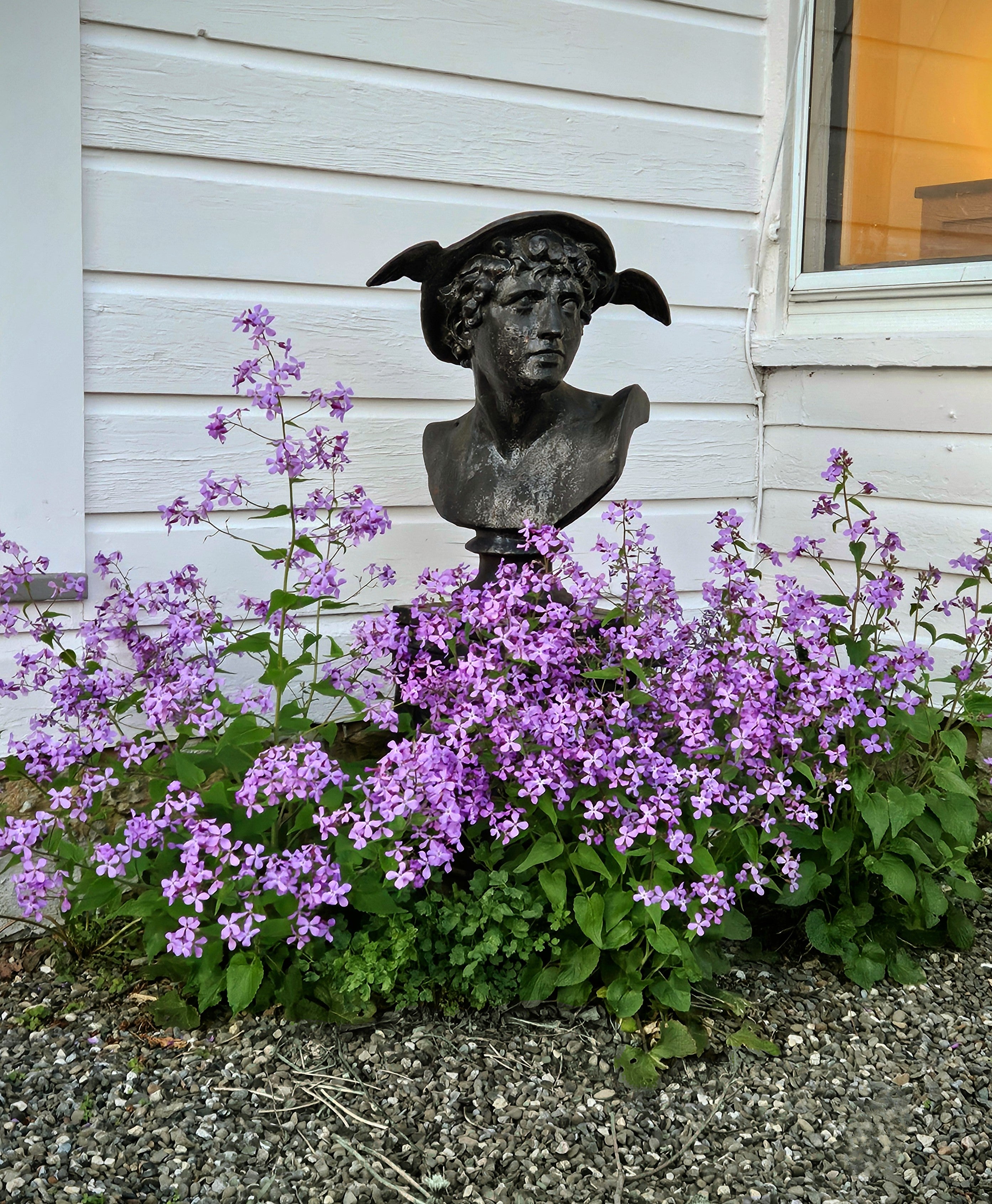 Lunaria annua 'Corfu Blue' (honesty) at The Old Dairy Nursey