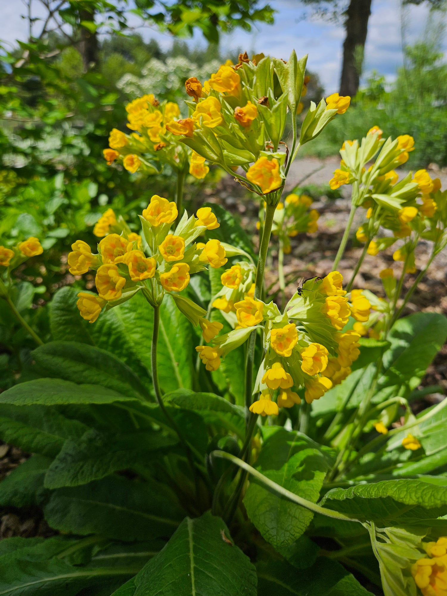 Primula veris (cowslips) in the garden