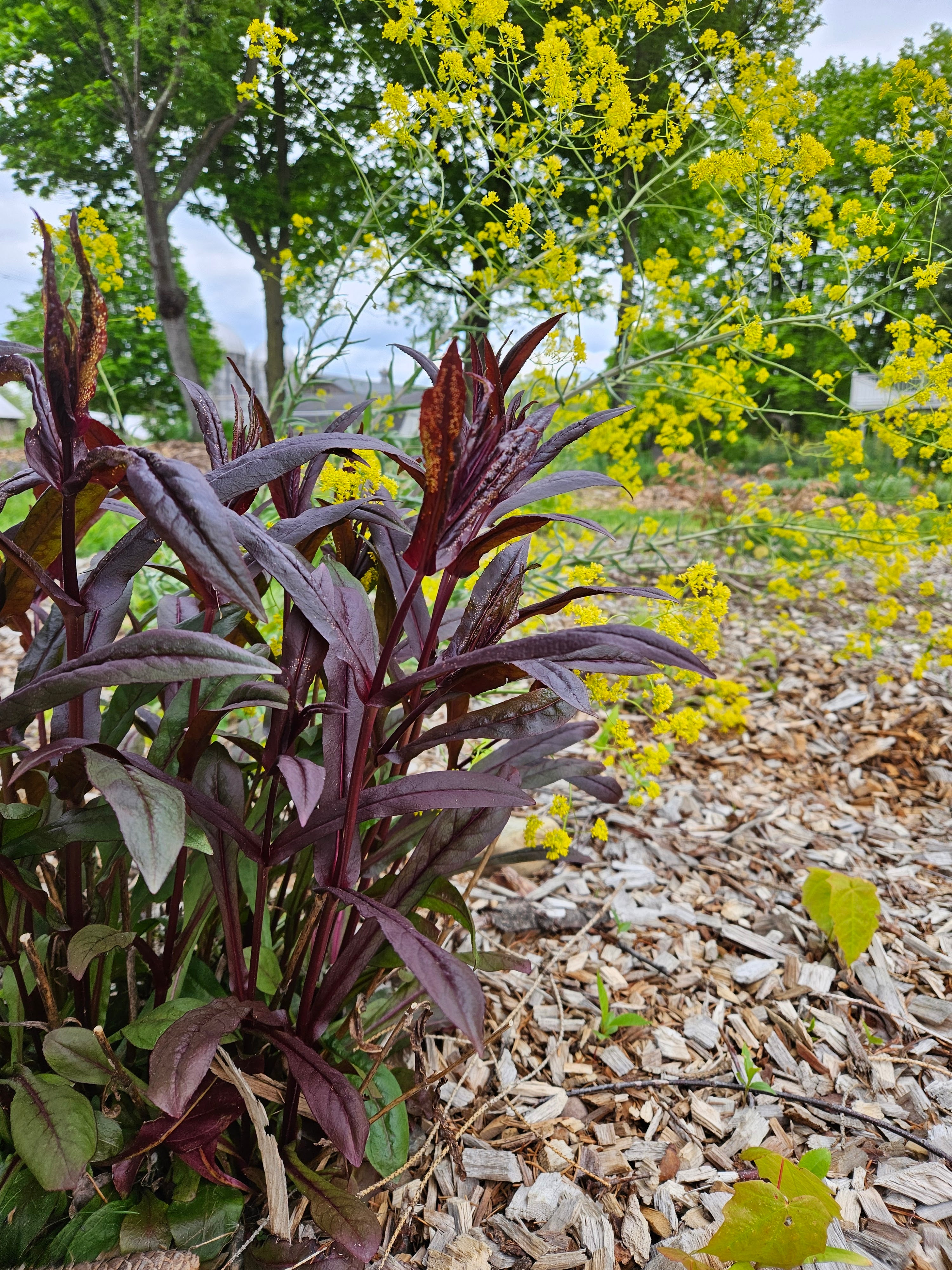 Penstemon digitalis 'Husker's Red Superior Strain' in the early spring garden at The Old Dairy Nursery