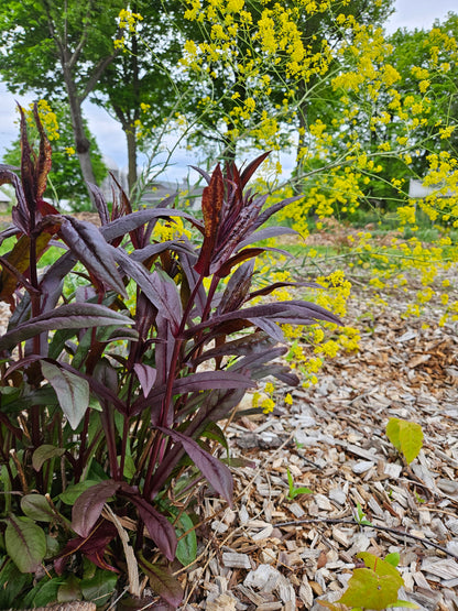 Penstemon digitalis &