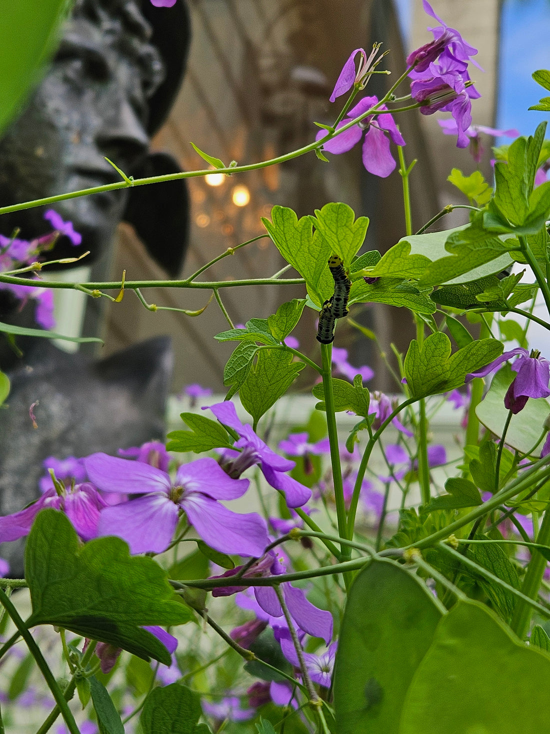 Lunaria annua &