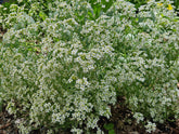 Crambe maritima (sea kale) white blooms