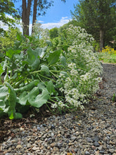 Crambe maritima (sea kale) in bloom at the Old Dairy Nursery