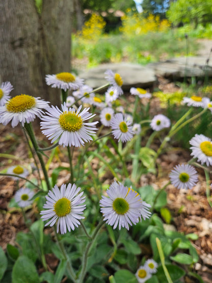 Erigeron pulchellus var. pulchellus &