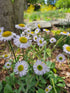 Erigeron pulchellus var. pulchellus &