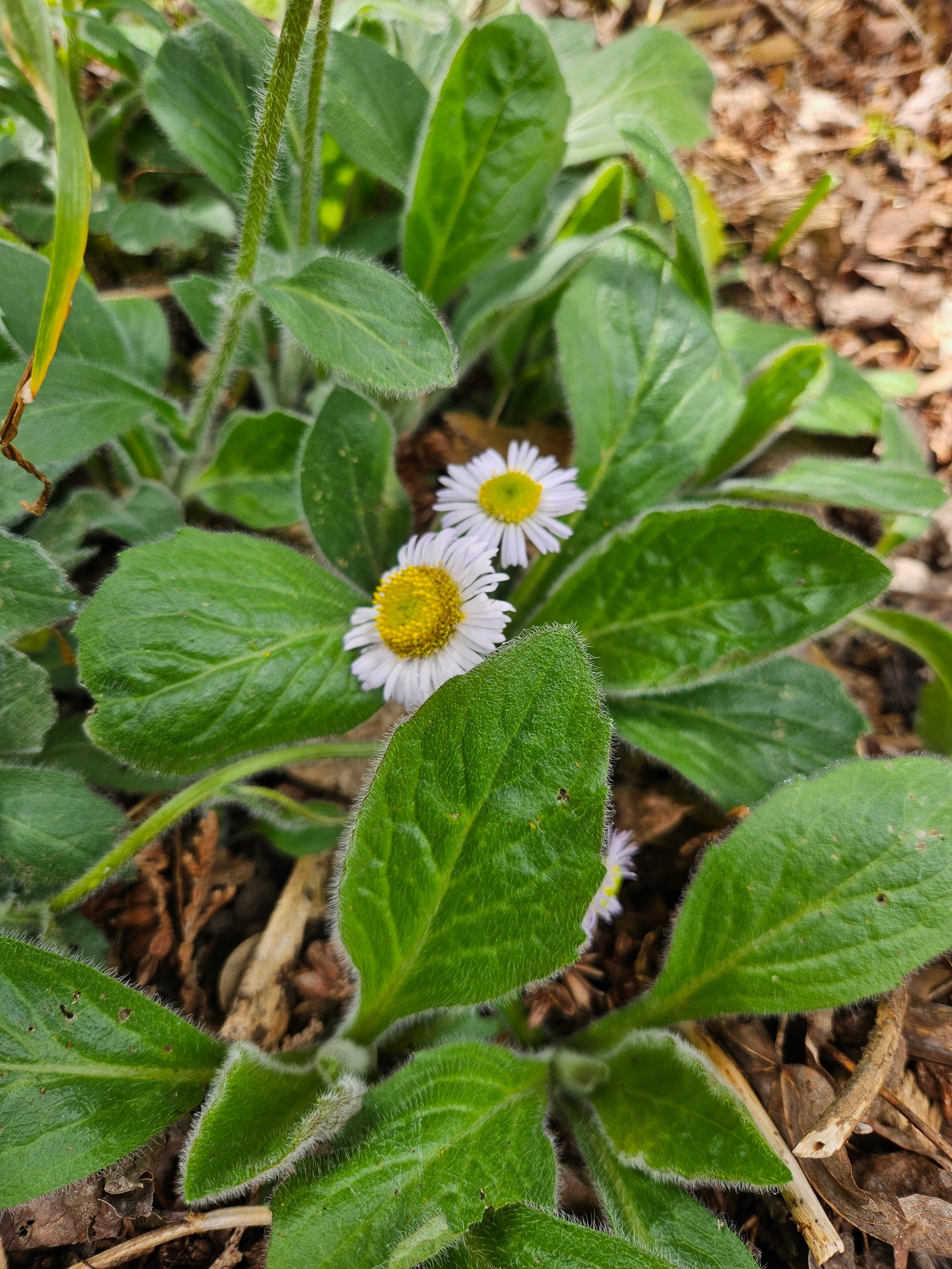 Erigeron pulchellus var. pulchellus &