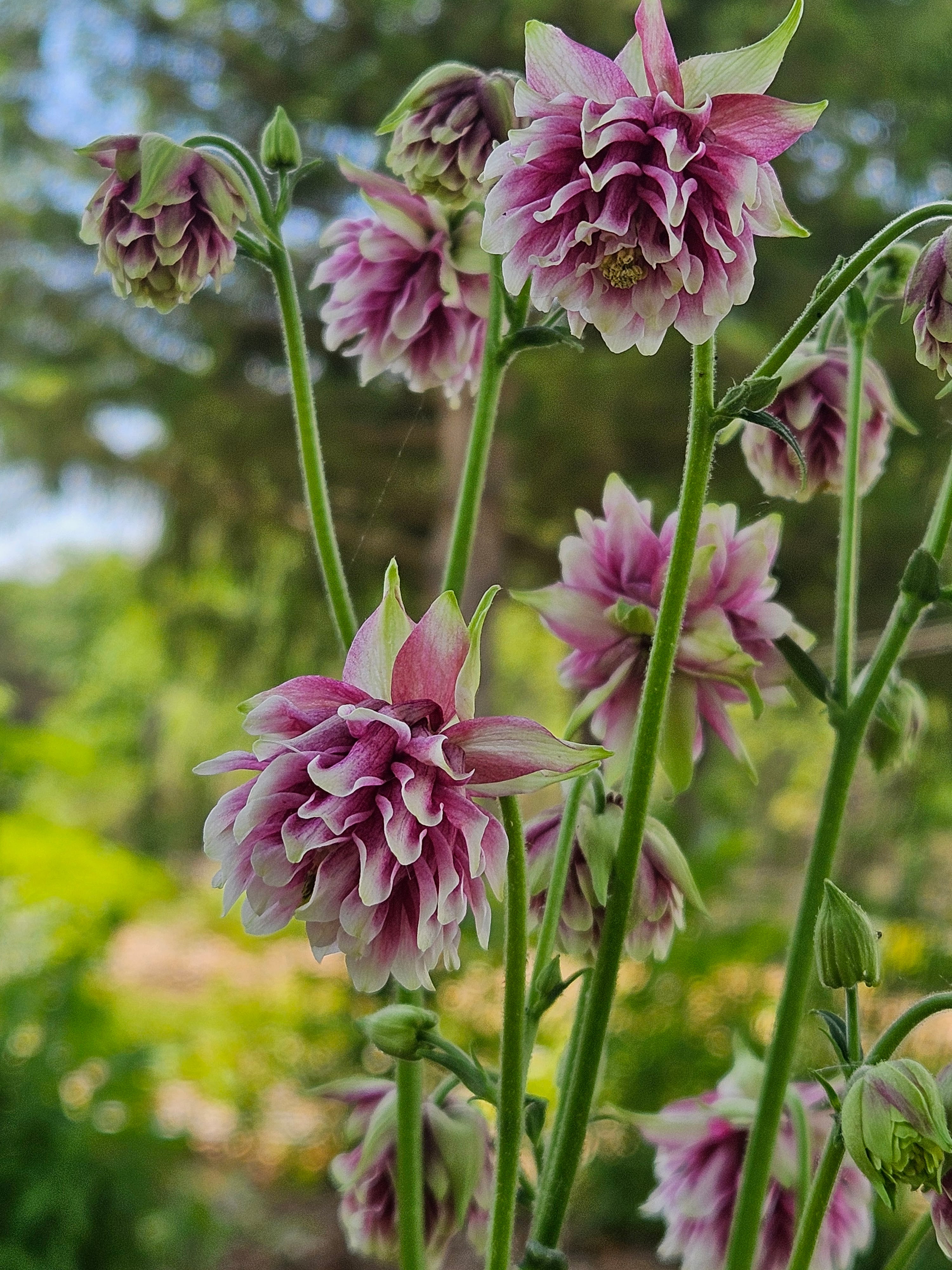 Aquilegia vulgaris var. stellata plena &