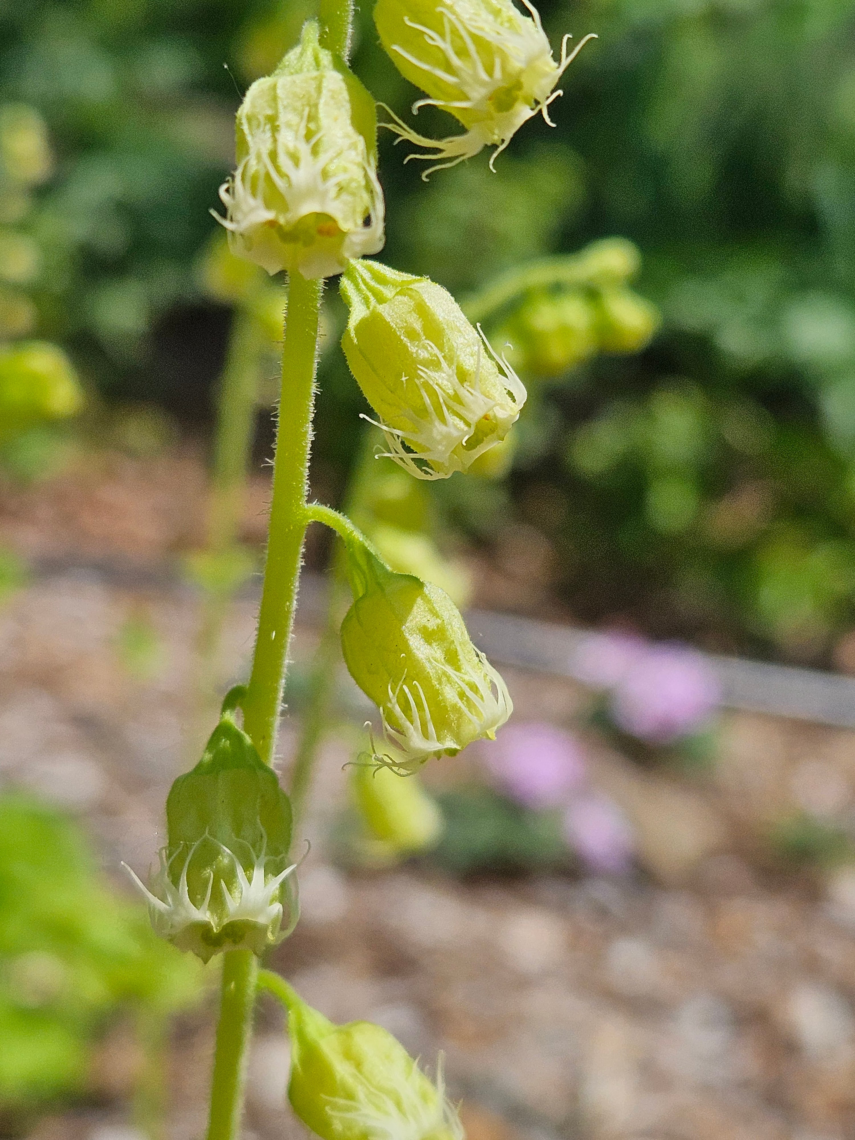 Tellima grandiflora (fringe cups) close up of flowers