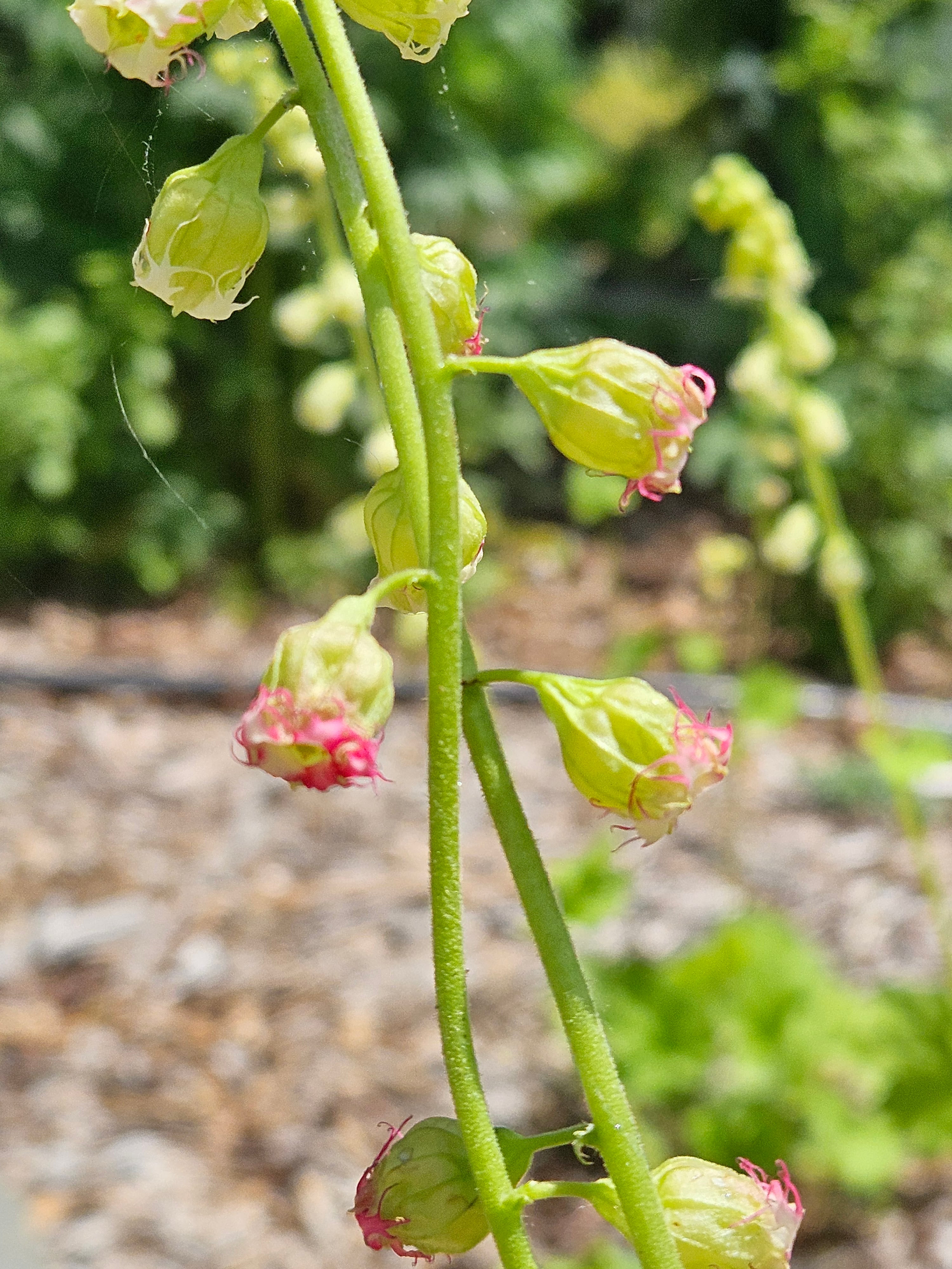 Tellima grandiflora (fringe cups) pink fringed flowers